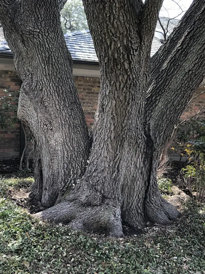 Mature heritage tree close to a Middleburg property cared for by certified arborists